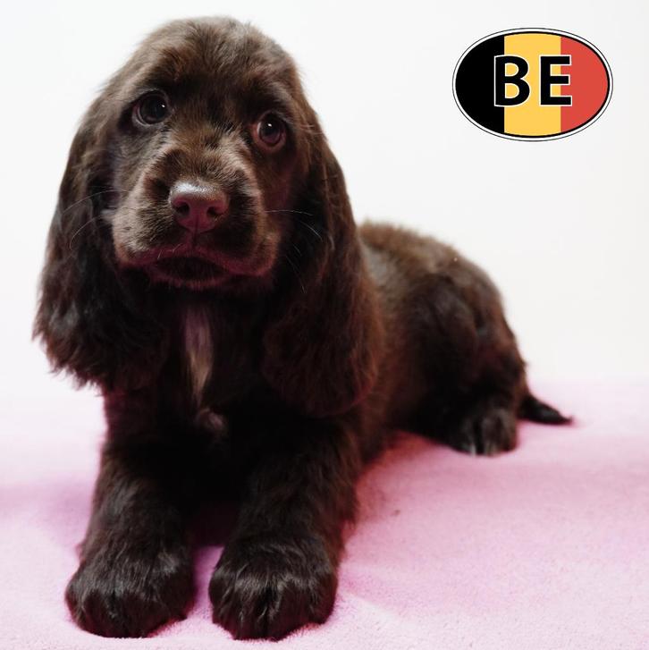 Engelse Cocker – Lieve speelse pups te koop, Dieren en Toebehoren, Honden | Retrievers, Spaniëls en Waterhonden, Meerdere dieren