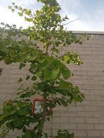Henco Biloba, Tuin en Terras, Planten | Bomen, Ophalen