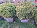 Buxus bollen + grijze pot, Tuin en Terras, Planten | Struiken en Hagen, Ophalen, Buxus, Struik, Minder dan 100 cm