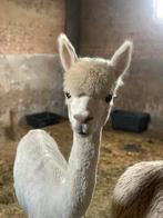 Alpaca hengstje stamboom, Dieren en Toebehoren, Overige Dieren, Juli, Mannelijk