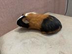 2 zeugjes, Dieren en Toebehoren, Cavia, Vrouwelijk, Tam, September