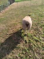 jong Swifter ooilam te koop, Dieren en Toebehoren, Vrouwelijk, Schaap, 0 tot 2 jaar