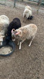 Ouessant, Dieren en Toebehoren, Schapen, Geiten en Varkens