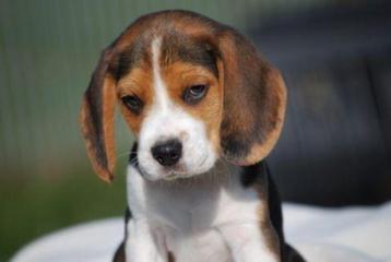 Beagle pups beschikbaar voor biedingen