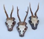 3 x REE GEWEI op houten schild (ref. X), Verzamelen, Dierenverzamelingen, Ophalen of Verzenden, Gebruikt, Hert, Gewei of Kop