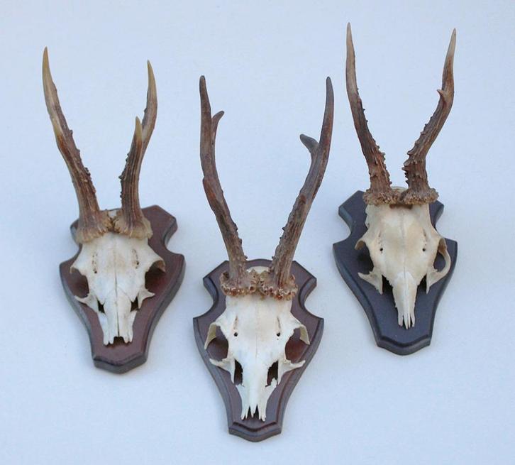 3 x REE GEWEI op houten schild (ref. X), Verzamelen, Dierenverzamelingen, Gebruikt, Gewei of Kop, Hert, Ophalen of Verzenden