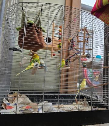 Cage oiseaux  beschikbaar voor biedingen
