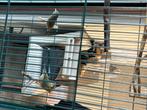 Japanse nachtegaal koppel van 2024, Dieren en Toebehoren, Vogels | Overige Vogels