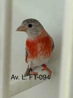 Je cherche un couple de vénézuela brun pastel