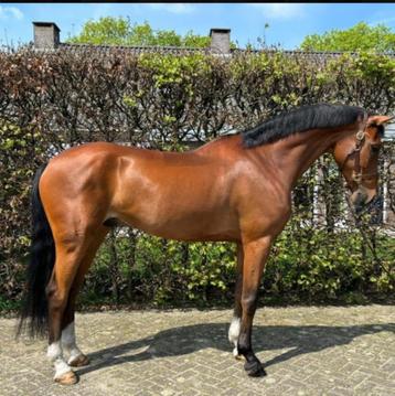 SPOED GEZOCHT springpaarden van 4 tot 13 jr  beschikbaar voor biedingen