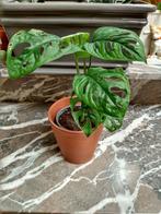 Monstera Monkey Mask, Groene kamerplant, Ophalen, In pot, Minder dan 100 cm