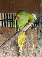 Halsbanden, Dieren en Toebehoren, Vogels | Parkieten en Papegaaien