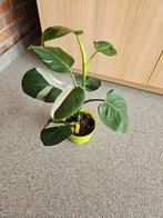 Philodendron white wizard, Huis en Inrichting, Kamerplanten, Ophalen of Verzenden