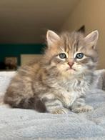 Siberische (Neva Masquerade ) kitten te koop, Meerdere dieren, Met stamboom, 0 tot 2 jaar