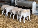 Dorper lammeren, Dieren en Toebehoren, Schapen, Geiten en Varkens, Vrouwelijk, Schaap, 0 tot 2 jaar