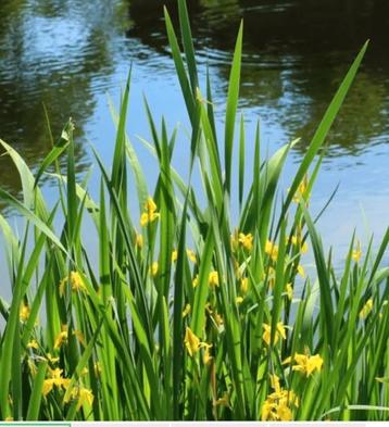 Gele lis iris pseudacorus