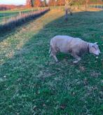 Mooie ram te koop 2 jaar oud goed voor het slacht, Dieren en Toebehoren