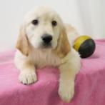 Golden Retriever - puppy's te koop (Belgisch), Dieren en Toebehoren, CDV (hondenziekte), Meerdere, Golden retriever, 8 tot 15 weken