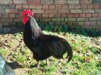 Gratis haan Australorp, Animaux & Accessoires, Mâle, Poule ou poulet