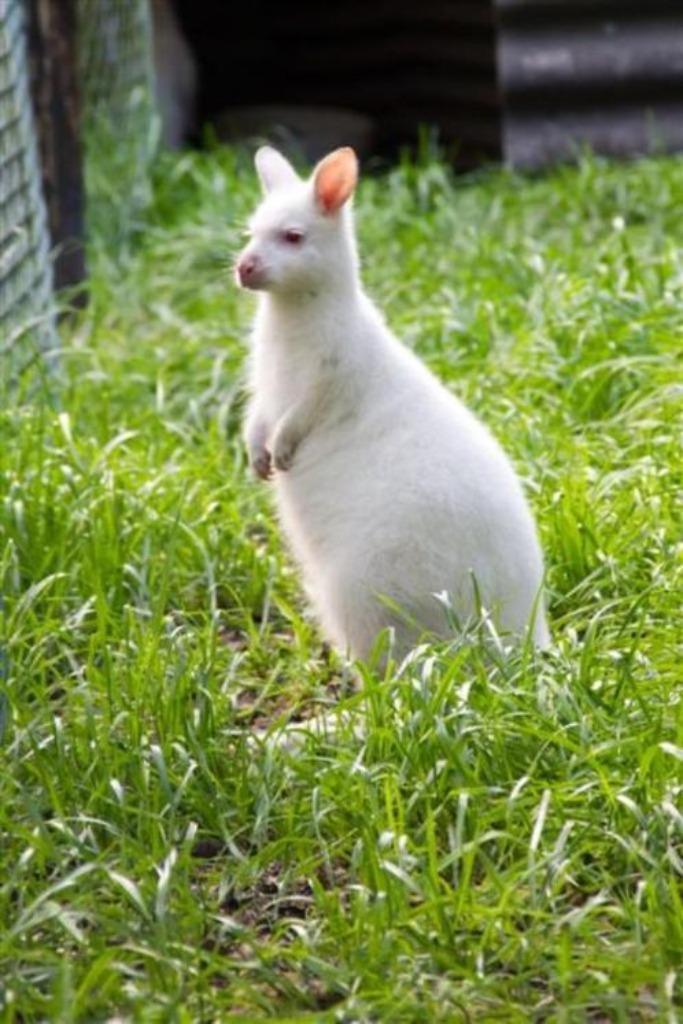 wallaby kangoeroe, Dieren en Toebehoren, Overige Dieren, Meerdere dieren, April