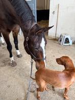 Lief weidemaatje Layla, Dieren en Toebehoren, Paarden, Merrie, 175 cm of meer, Gechipt, Niet van toepassing