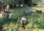 kweekkude zuivere shetlanders, 5 schapen, Dieren en Toebehoren, Overige Dieren, April, Meerdere dieren