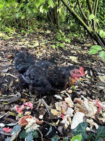 Poulet sans viande disponible aux enchères