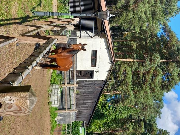 Merrie van 2,5 jaar te koop, Dieren en Toebehoren, Paarden, Merrie, Onbeleerd, 175 cm of meer, 3 tot 6 jaar, Dressuurpaard, Met stamboom