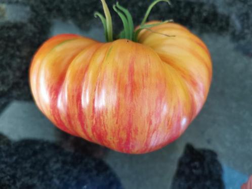 5 graines de tomate bicolores Lover's Lunch - bio, Jardin & Terrasse, Bulbes & Semences, Graine, Printemps, Plein soleil, Envoi