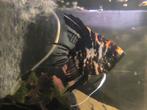 Grote Maanvis - Pterophyllum Scalare Marble