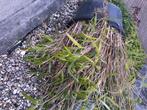 Riet in pot, Tuin en Terras, Ophalen, Volle zon, Vaste plant, Siergrassen