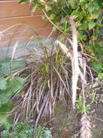 vaste plant, Tuin en Terras, Ophalen, Zomer, Vaste plant