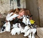 Lieve konijnen te koop!, Dieren en Toebehoren, Konijnen, Mannelijk, 0 tot 2 jaar, Middelgroot
