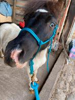 Lieve 2 jarige Shetlander, Gechipt, Ruin, Niet van toepassing, 0 tot 2 jaar