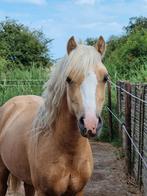 Knappe palomino Welsh B ruin, Dieren en Toebehoren, Ruin, B