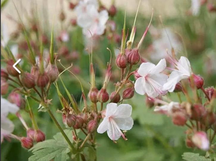 Geranium 'Spessart', ooievaarsbek , bodembedekker, Tuin en Terras, Planten | Tuinplanten, Halfschaduw, Winter, Ophalen