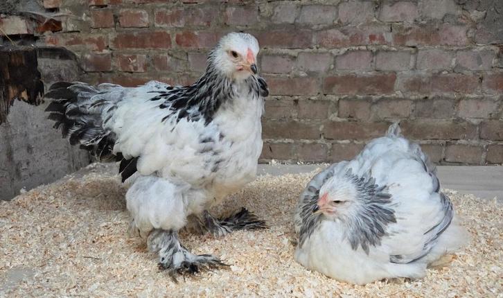 Brahma colombia/colombia blauw, Dieren en Toebehoren, Pluimvee, Kip, Meerdere dieren