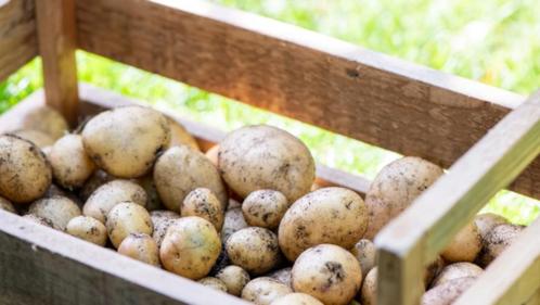 Aardappelen, Diversen, Levensmiddelen, Ophalen