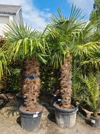 Palmboom Trachycarpus Fortunei - winterharde palmbomen, Tuin en Terras, Halfschaduw, Ophalen, Palmboom