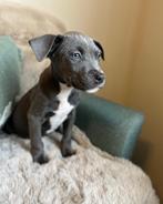 Mooie Amerikaanse Stafford pups, Dieren en Toebehoren, België, CDV (hondenziekte), 8 tot 15 weken, American Staffordshire Terriër