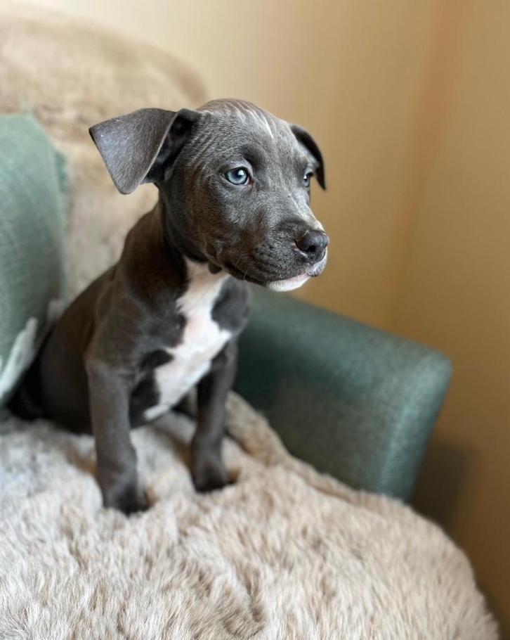 Mooie Amerikaanse Stafford pups, Dieren en Toebehoren, Honden | Jack Russells en Terriërs, Meerdere dieren, American Staffordshire Terriër