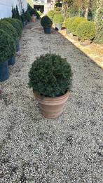 Taxus, Tuin en Terras, Ophalen