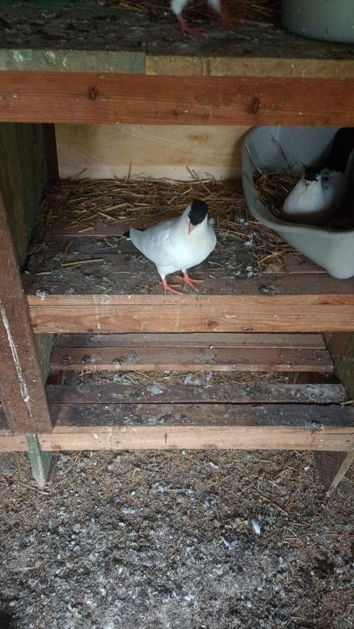 Nderlands Helmduif of Gentse Kropper, Dieren en Toebehoren, Vogels | Duiven, Kropper, Geslacht onbekend
