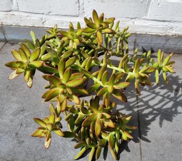 Sedum adolphi / Golden sedum / succulent / vetplant beschikbaar voor biedingen