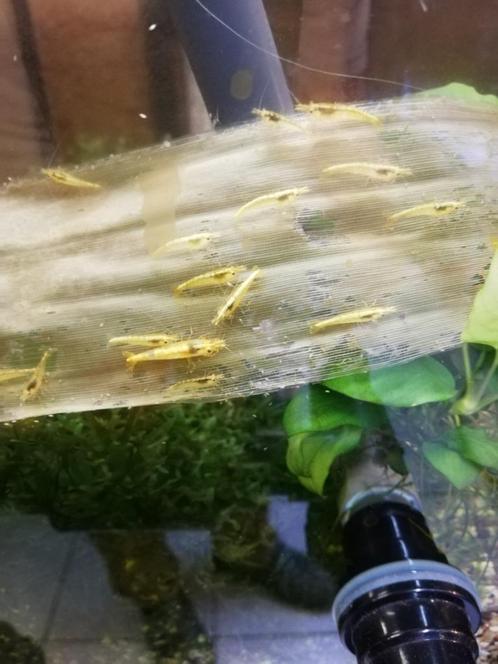gele, citroen garnalen, Dieren en Toebehoren, Vissen | Aquariumvissen, Zoetwatervis, Kreeft, Krab of Garnaal, Schoolvis