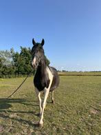 Volle merrie pinto Fries te koop, Dieren en Toebehoren, Paarden, Merrie, Gechipt, Zadelmak, 3 tot 6 jaar