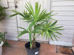 Palmboom Trachycarpus Fortunei, Jardin & Terrasse, Plantes | Arbres, En pot, Palmier, Enlèvement ou Envoi