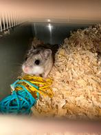 Chinese dwerghamser gratis, Dieren en Toebehoren, Knaagdieren, Juni, Mannelijk, Hamster