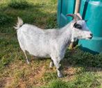 Prachtig volledig grijs en prachtig blauwschimmel tan mieke, Dieren en Toebehoren, Schapen, Geiten en Varkens, Vrouwelijk, Geit