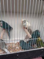 kakariki 2025, Dieren en Toebehoren, Parkiet, Geringd